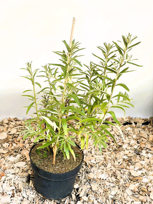 Sanddorn Hippophae Rhamnoides Leikora mit grünen, schmalen Blättern in schwarzem Topf auf Holzspänen vor hellem Hintergrund.