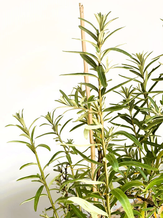 Grüne, schmale Blätter an Zweigen der Sanddorn Hippophae Rhamnoides Leikora vor hellem Hintergrund.