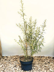 Sanddorn Hippophae Rhamnoides Orange Energy mit schmalen grünen Blättern in schwarzem Topf auf Holzspänen vor heller Wand.