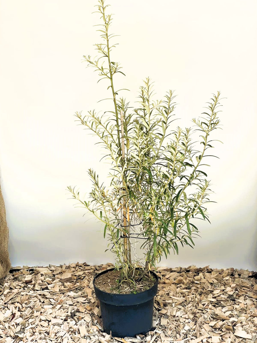 Sanddorn Hippophae Rhamnoides Orange Energy mit schmalen grünen Blättern in schwarzem Topf auf Holzspänen vor heller Wand.