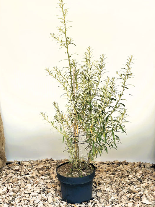 Sanddorn Hippophae Rhamnoides Orange Energy mit schmalen grünen Blättern in schwarzem Topf auf Holzspänen vor heller Wand.