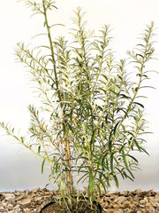 Sanddorn Hippophae Rhamnoides Orange Energy mit schmalen grünen Blättern in einem Topf vor weißem Hintergrund.
