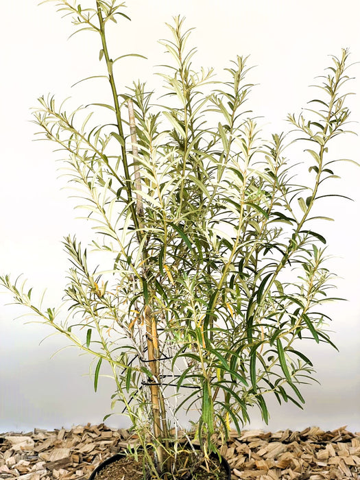 Sanddorn Hippophae Rhamnoides Orange Energy mit schmalen grünen Blättern in einem Topf vor weißem Hintergrund.