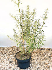 Sanddorn Hippophae Rhamnoides Orange Energy mit schmalen grünen Blättern in schwarzem Topf auf Holzspänen vor weißem Hintergrund.