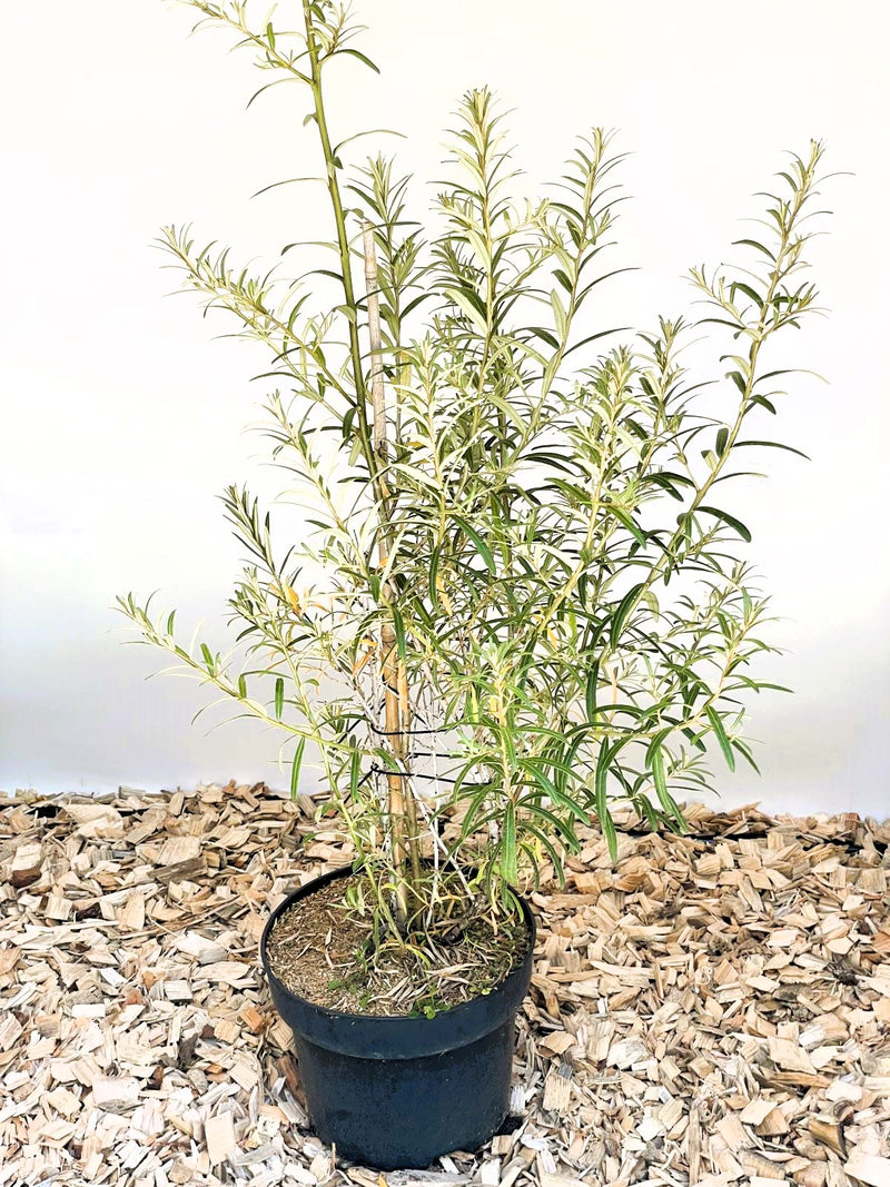 Sanddorn Hippophae Rhamnoides Orange Energy mit schmalen grünen Blättern in schwarzem Topf auf Holzspänen vor weißem Hintergrund.