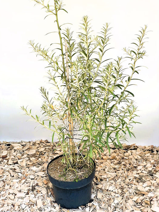 Sanddorn Hippophae Rhamnoides Orange Energy mit schmalen grünen Blättern in schwarzem Topf auf Holzspänen vor weißem Hintergrund.