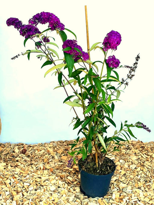 Schmetterlingsflieder Buddleja Davidii Royal Red mit dunkelvioletten Blüten in schwarzem Topf auf Holzspänen vor hellem Hintergrund.