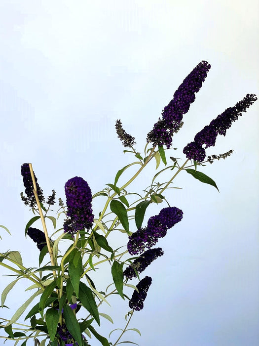 Schmetterlingsflieder Buddleja Davidii Black Knight mit dunkelvioletten Blütenrispen und grünen Blättern vor hellem Himmel.