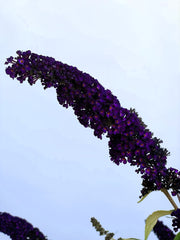 Schmetterlingsflieder Buddleja Davidii Black Knight mit dunkelvioletten Blütenrispen vor klarem Himmel.