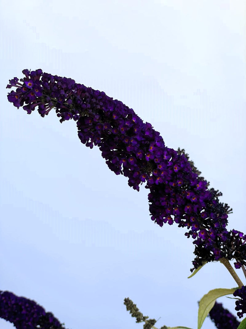 Schmetterlingsflieder Buddleja Davidii Black Knight mit dunkelvioletten Blütenrispen vor klarem Himmel.