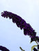 Schmetterlingsflieder Buddleja Davidii Black Knight mit dunkelvioletten Blütenrispen vor klarem Himmel.