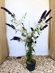 Schmetterlingsflieder Buddleja Davidii Black Knight mit dunkelvioletten Blütenrispen in schwarzem Topf auf Holzspänen vor hellem