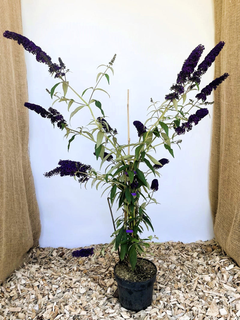 Schmetterlingsflieder Buddleja Davidii Black Knight mit dunkelvioletten Blütenrispen in schwarzem Topf auf Holzspänen vor hellem