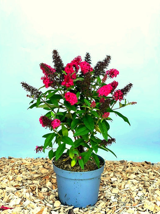 Schmetterlingsflieder Buddleja Davidii Butterfly Candy Little Ruby mit dunkelroten Blüten in grauem Topf auf Holzspänen vor blauem