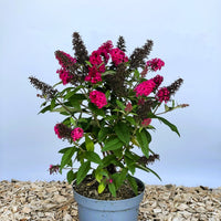Schmetterlingsflieder Buddleja Davidii Butterfly Candy Little Ruby mit dunkelroten Blüten in grauem Topf auf Holzspänen vor blauem