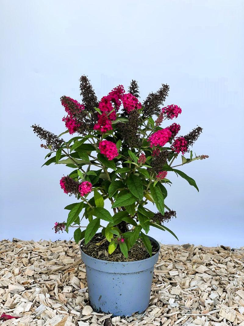 Schmetterlingsflieder Buddleja Davidii Butterfly Candy Little Ruby mit dunkelroten Blüten in grauem Topf auf Holzspänen vor blauem