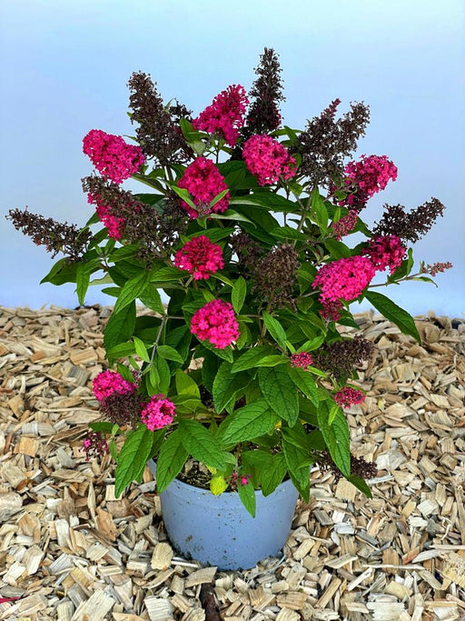 Schmetterlingsflieder Buddleja Davidii Butterfly Candy Little Ruby mit pinken Blüten in blauem Topf auf Holzspänen.