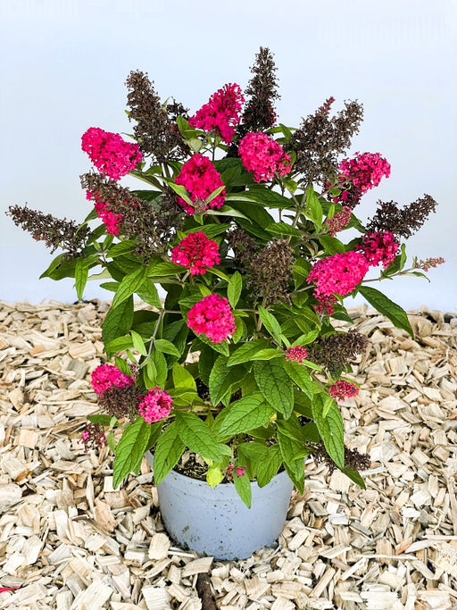Schmetterlingsflieder Buddleja Davidii Butterfly Candy Little Ruby mit pinken Blüten in blauem Topf auf Holzspänen.