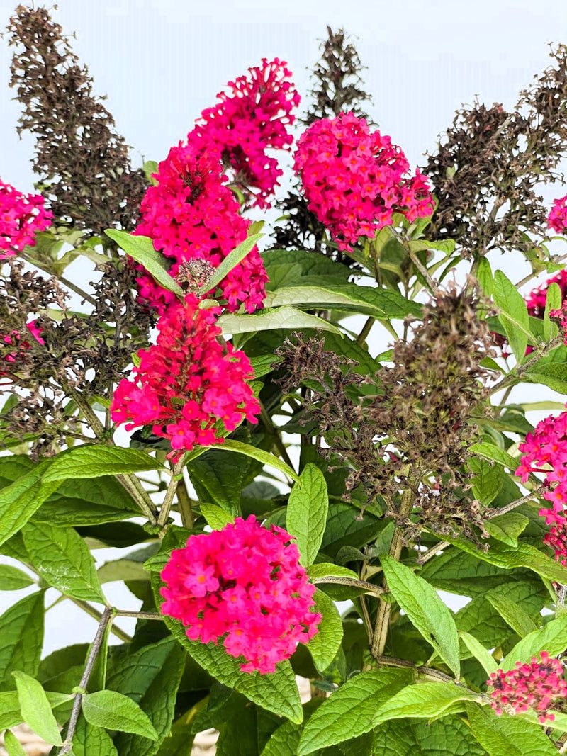 Schmetterlingsflieder Buddleja Davidii Butterfly Candy Little Ruby mit leuchtend pinken Blüten und grünen Blättern vor hellem Himmel.