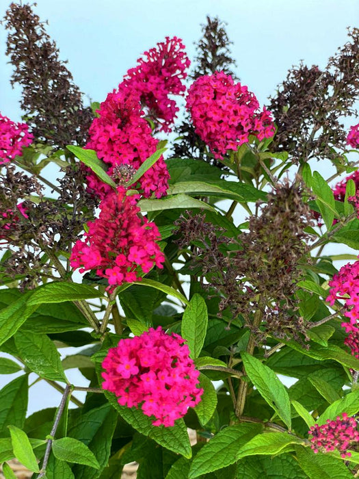 Schmetterlingsflieder Buddleja Davidii Butterfly Candy Little Ruby mit leuchtend pinken Blüten und grünen Blättern vor hellem Himmel.