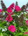 Schmetterlingsflieder Buddleja Davidii Butterfly Candy Little Ruby mit leuchtend pinken Blüten und grünen Blättern vor hellem Himmel.