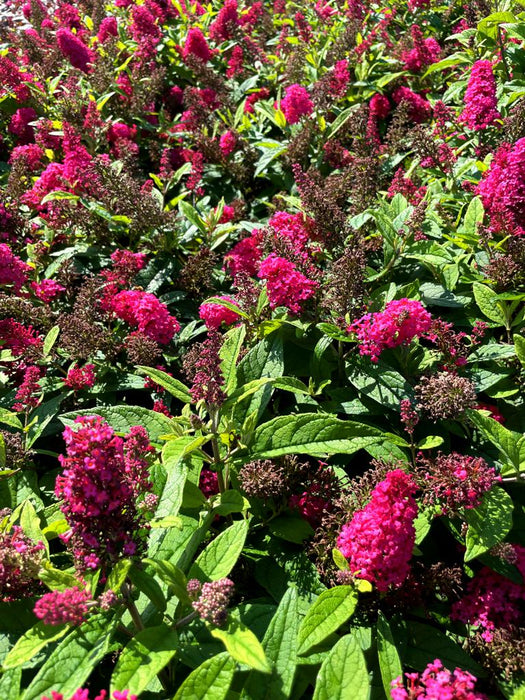Schmetterlingsflieder Buddleja Davidii Butterfly Candy Little Ruby mit leuchtend pinken Blüten und grünen Blättern im Sonnenlicht.