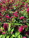 Schmetterlingsflieder Buddleja Davidii Butterfly Candy Little Ruby mit leuchtend pinken Blüten und grünen Blättern im Sonnenlicht.