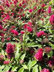 Schmetterlingsflieder Buddleja Davidii Butterfly Candy Little Ruby mit leuchtend pinken Blüten und grünen Blättern im Sonnenlicht.