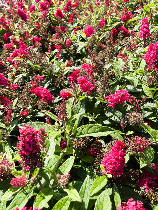 Schmetterlingsflieder Buddleja Davidii Butterfly Candy Little Ruby mit leuchtend pinken Blüten und grünen Blättern im Sonnenlicht.