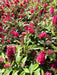 Schmetterlingsflieder Buddleja Davidii Butterfly Candy Little Ruby mit leuchtend pinken Blüten und grünen Blättern im Sonnenlicht.