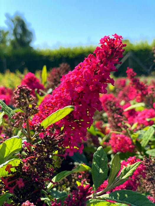 Schmetterlingsflieder Buddleja Davidii Butterfly Candy Little Ruby mit leuchtend pinken Blüten in sonnigem Garten.