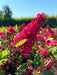 Schmetterlingsflieder Buddleja Davidii Butterfly Candy Little Ruby mit leuchtend pinken Blüten in sonnigem Garten.