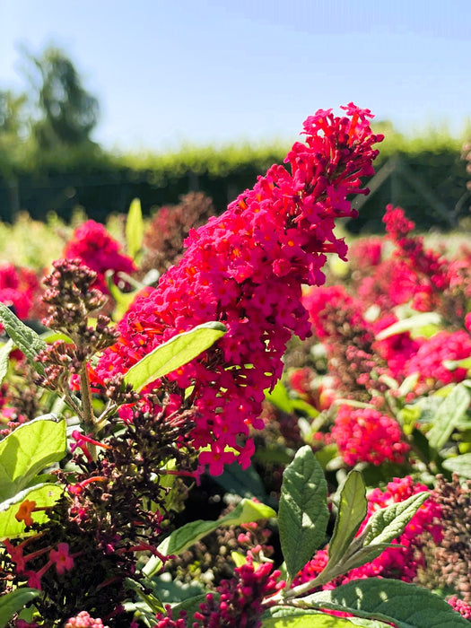 Schmetterlingsflieder Buddleja Davidii Butterfly Candy Little Ruby mit leuchtend pinken Blüten in sonnigem Garten.