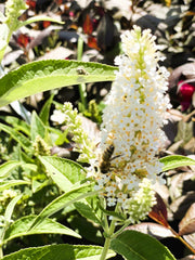 Schmetterlingsflieder Buddleja Davidii Butterfly Candy Little White 1 mit weißen Blütenrispen und Biene im sonnigen Garten.