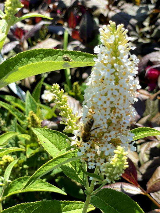 Schmetterlingsflieder Buddleja Davidii Butterfly Candy Little White 1 mit weißen Blütenrispen und Biene im sonnigen Garten.