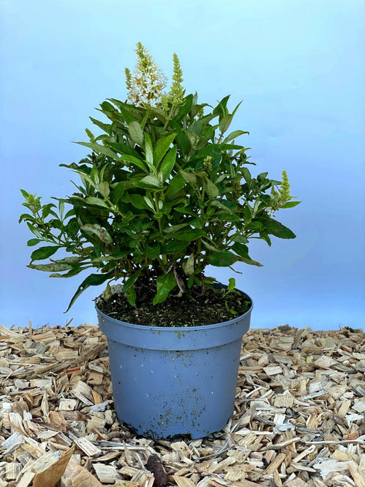 Schmetterlingsflieder Buddleja Davidii Butterfly Candy Little White mit weißen Blüten in blauem Topf auf Holzspänen vor blauem Hintergrund.