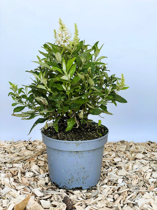 Schmetterlingsflieder Buddleja Davidii Butterfly Candy Little White mit weißen Blüten in blauem Topf auf Holzspänen vor blauem Hintergrund.