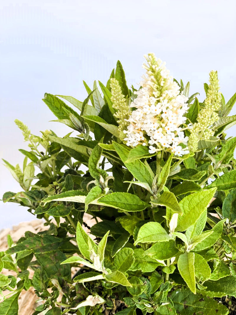 Schmetterlingsflieder Buddleja Davidii Butterfly Candy Little White mit weißen Blütenrispen und grünen Blättern vor hellem Himmel.