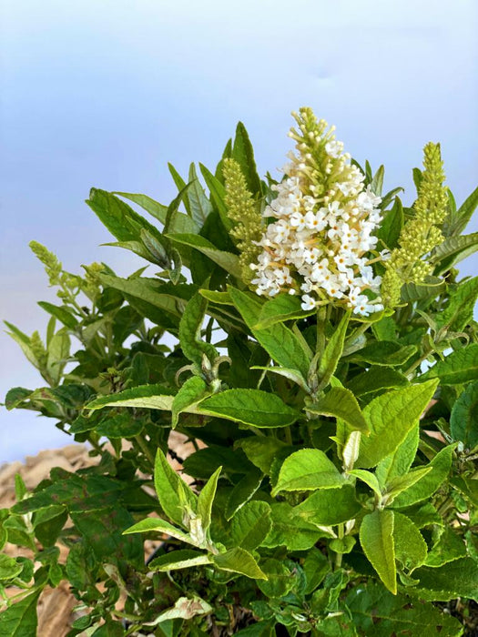 Schmetterlingsflieder Buddleja Davidii Butterfly Candy Little White mit weißen Blütenrispen und grünen Blättern vor hellem Himmel.