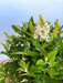 Schmetterlingsflieder Buddleja Davidii Butterfly Candy Little White mit weißen Blütenrispen und grünen Blättern vor hellem Himmel.
