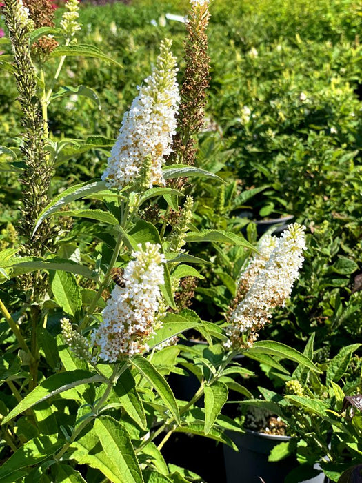 Schmetterlingsflieder Buddleja Davidii Butterfly Candy Little White mit weißen Blütenrispen und grünem Laub im Sonnenschein.