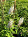 Schmetterlingsflieder Buddleja Davidii Butterfly Candy Little White mit weißen Blütenrispen und grünem Laub im Sonnenschein.