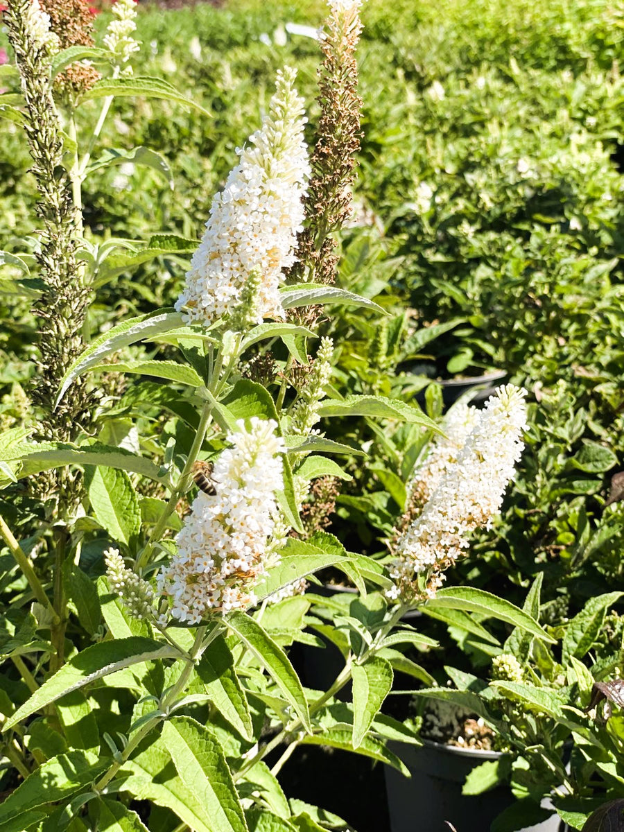 Schmetterlingsflieder Buddleja Davidii Butterfly Candy Little White mit weißen Blütenrispen und grünem Laub im Sonnenschein.