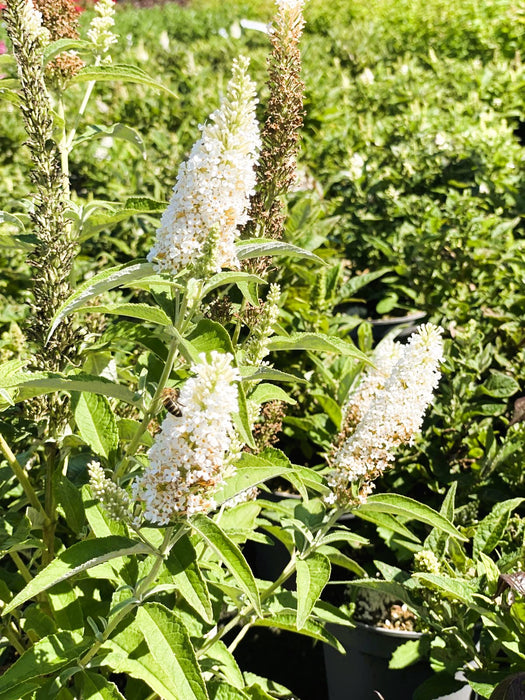 Schmetterlingsflieder Buddleja Davidii Butterfly Candy Little White mit weißen Blütenrispen und grünem Laub im Sonnenschein.