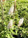Schmetterlingsflieder Buddleja Davidii Butterfly Candy Little White mit weißen Blütenrispen und grünem Laub im Sonnenschein.