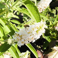 Schmetterlingsflieder Buddleja Davidii Butterfly Candy Little White mit weißen Blütenrispen und Biene im grünen Garten.