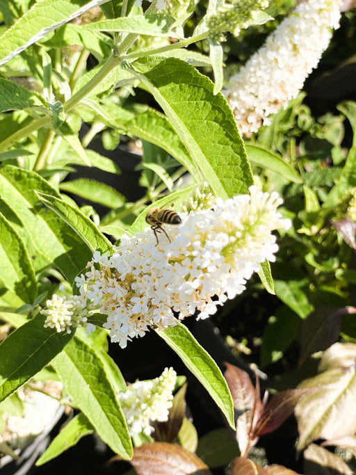 Schmetterlingsflieder Buddleja Davidii Butterfly Candy Little White mit weißen Blütenrispen und Biene im grünen Garten.