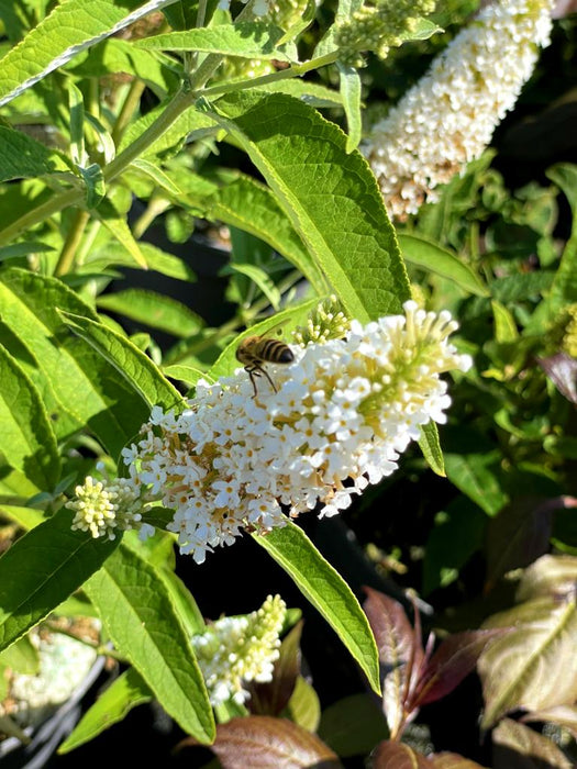 Schmetterlingsflieder Buddleja Davidii Butterfly Candy Little White mit weißen Blütenrispen und Biene im grünen Garten.