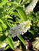 Schmetterlingsflieder Buddleja Davidii Butterfly Candy Little White mit weißen Blütenrispen und Biene im grünen Garten.