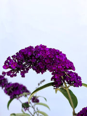 Schmetterlingsflieder Buddleja Davidii Royal Red mit dunkelvioletten Blüten vor hellem Himmel aus Nahaufnahme.